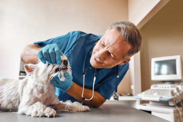 Best Emergency Tooth Extraction in Belvidere, NJ